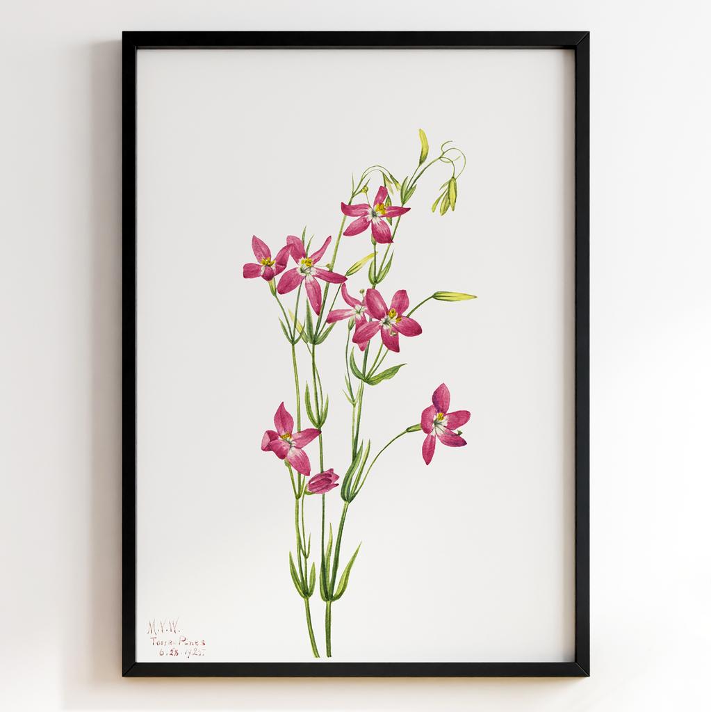 Ботанічний постер Мері Вокс Волкотт | Mary Vaux Walcott Арт: 27638