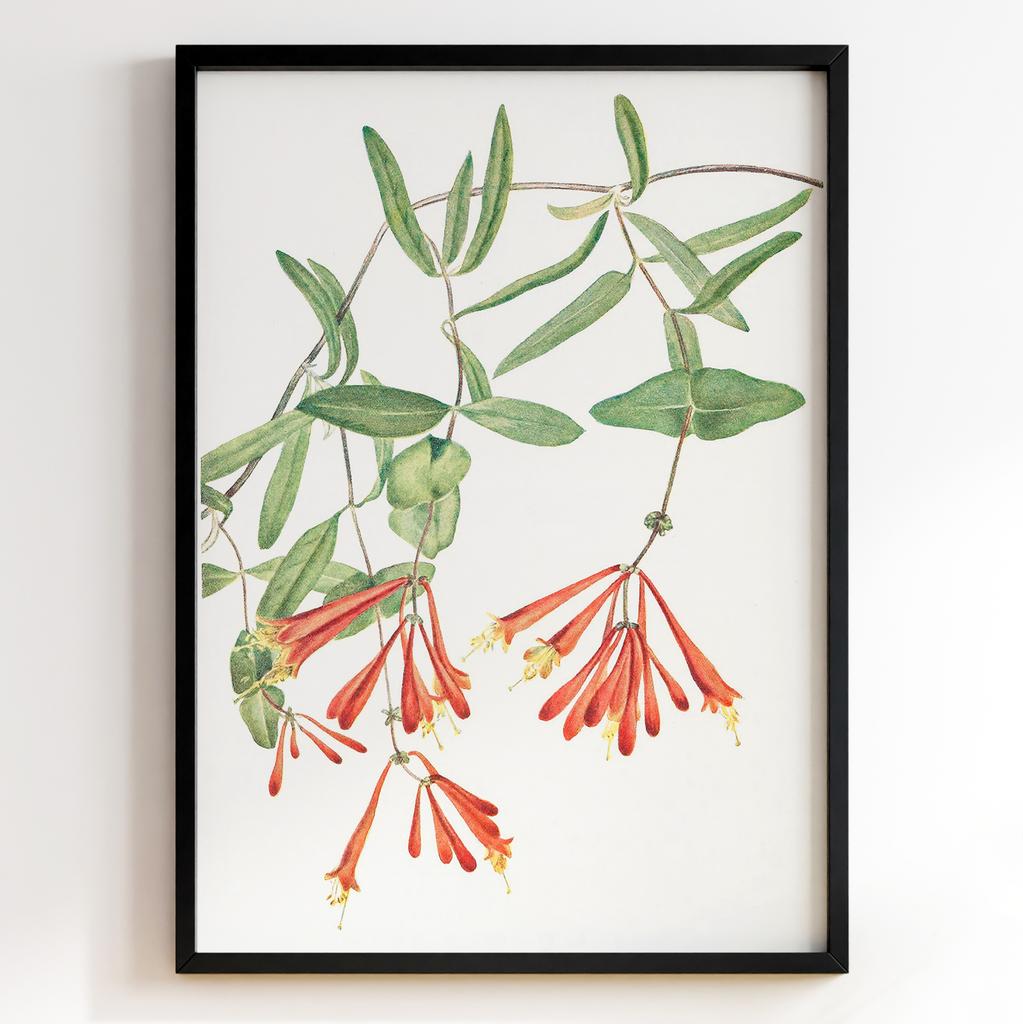 Ботанічний постер Мері Вокс Волкотт | Mary Vaux Walcott Арт: 27639