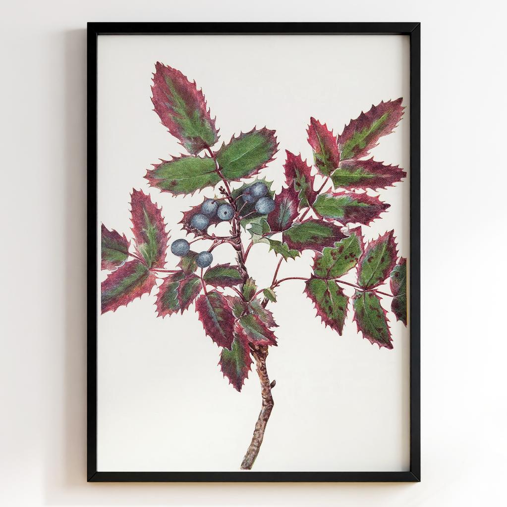 Ботанічний постер Мері Вокс Волкотт | Mary Vaux Walcott Арт: 27640