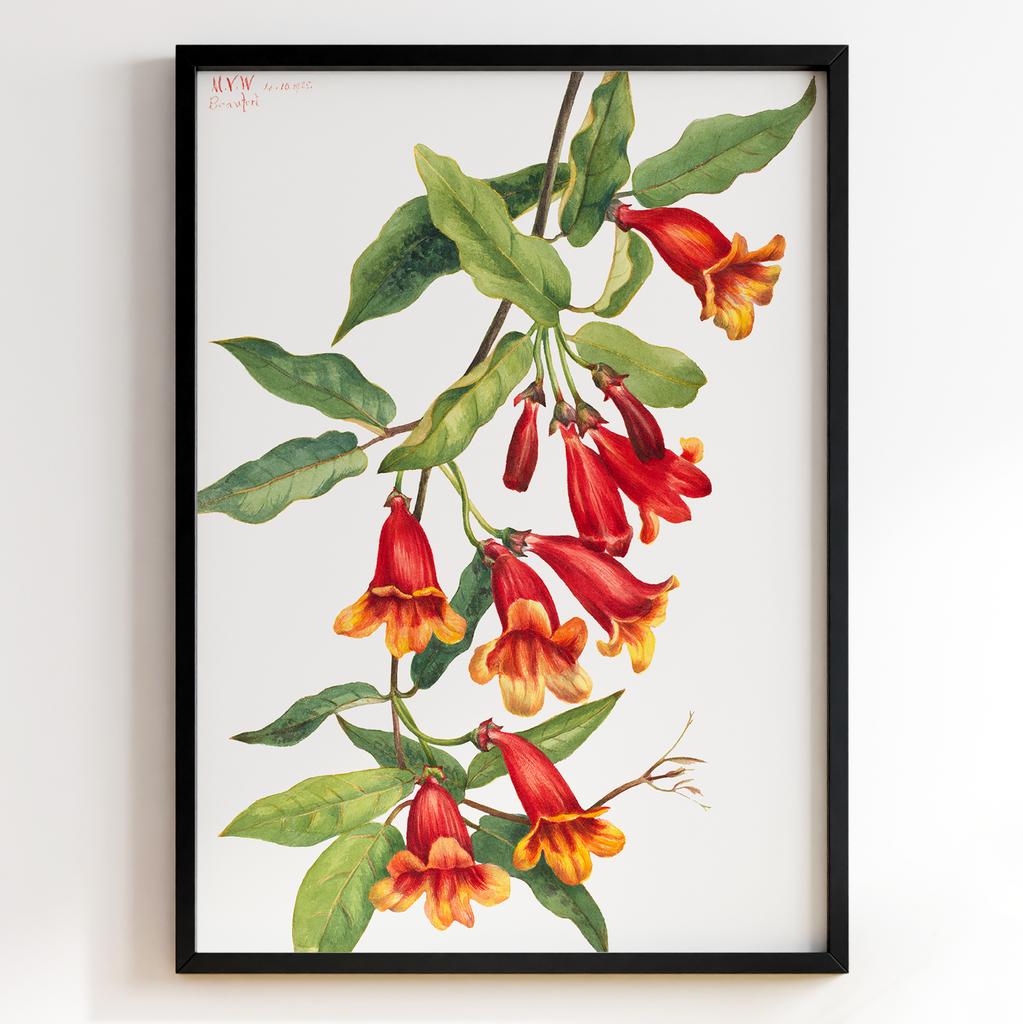 Ботанічний постер Мері Вокс Волкотт | Mary Vaux Walcott Арт: 27641