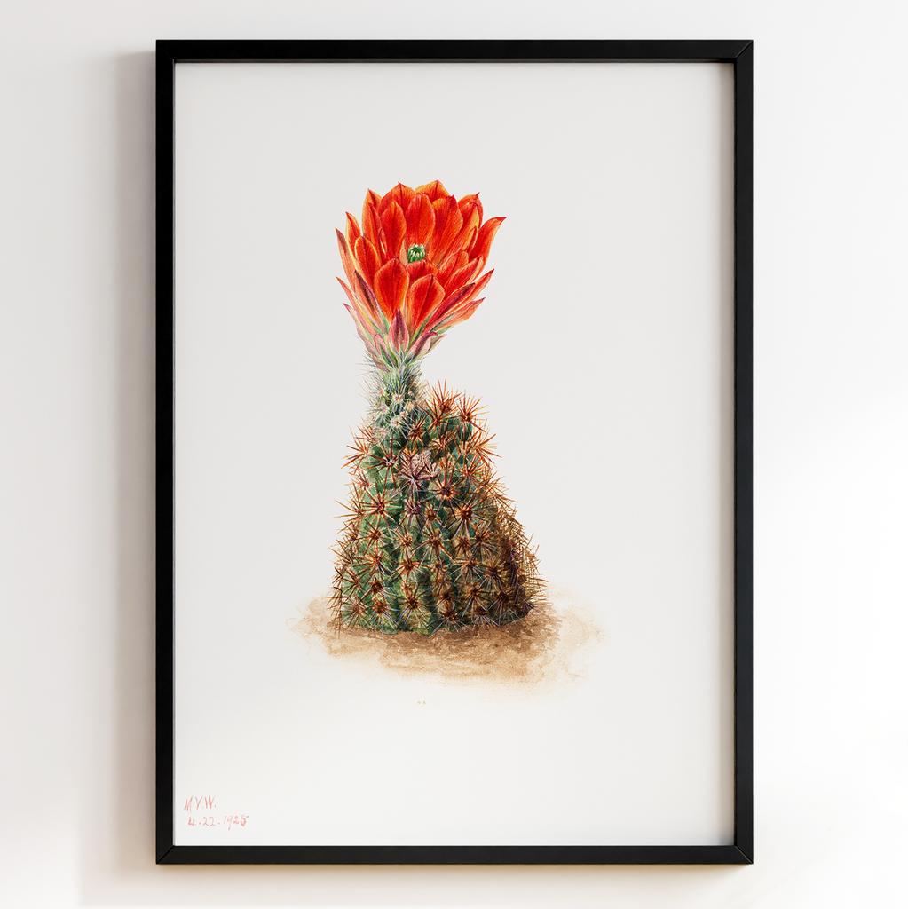 Ботанічний постер Мері Вокс Волкотт | Mary Vaux Walcott Арт: 27642