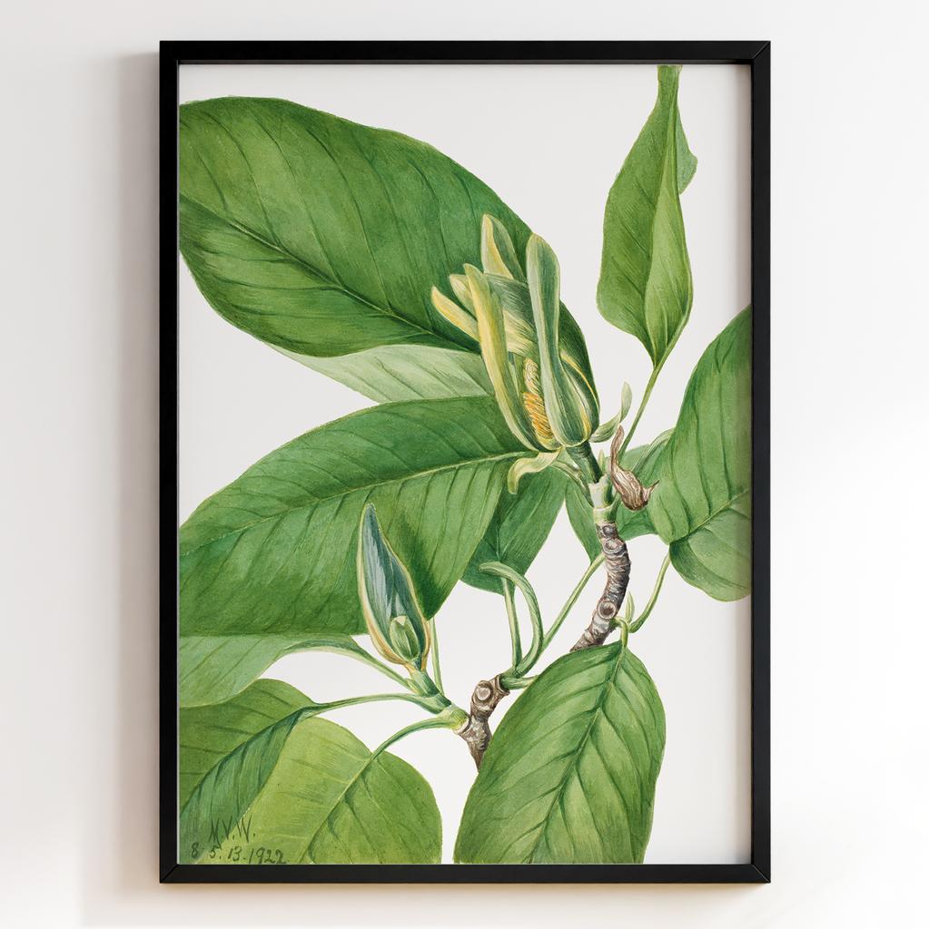 Ботанічний постер Мері Вокс Волкотт | Mary Vaux Walcott Арт: 27643