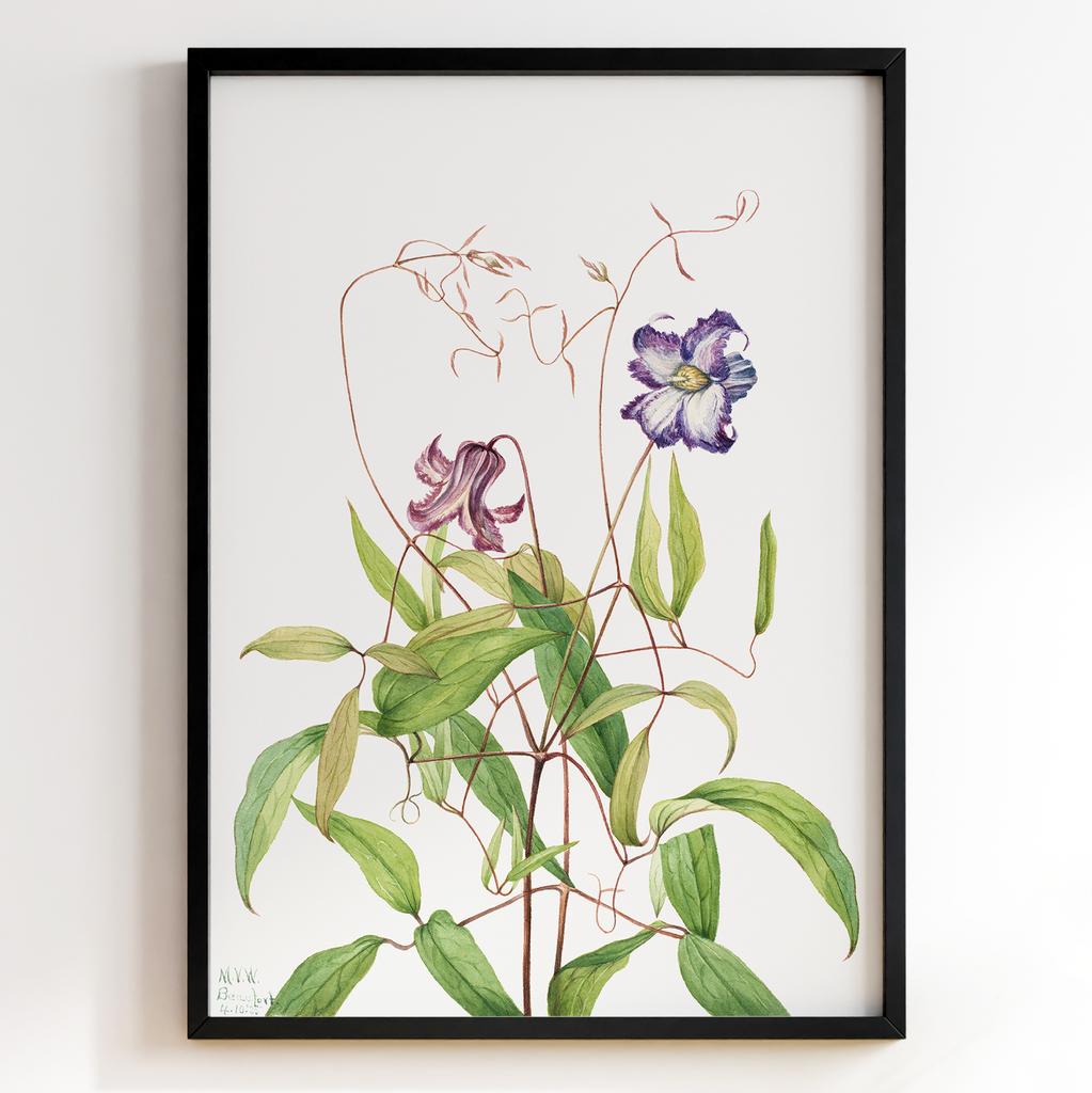 Ботанічний постер Мері Вокс Волкотт | Mary Vaux Walcott Арт: 27644