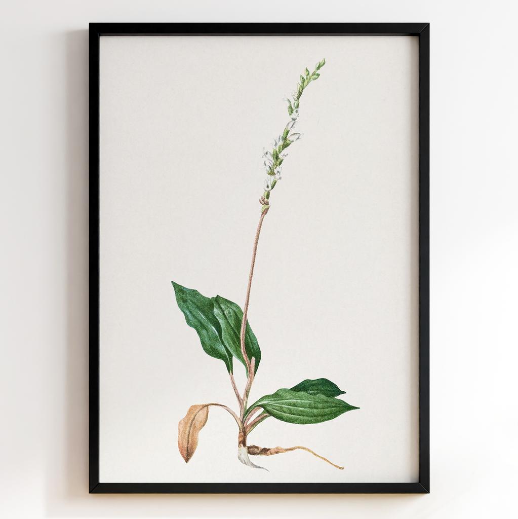 Ботанічний постер Мері Вокс Волкотт | Mary Vaux Walcott Арт: 27645