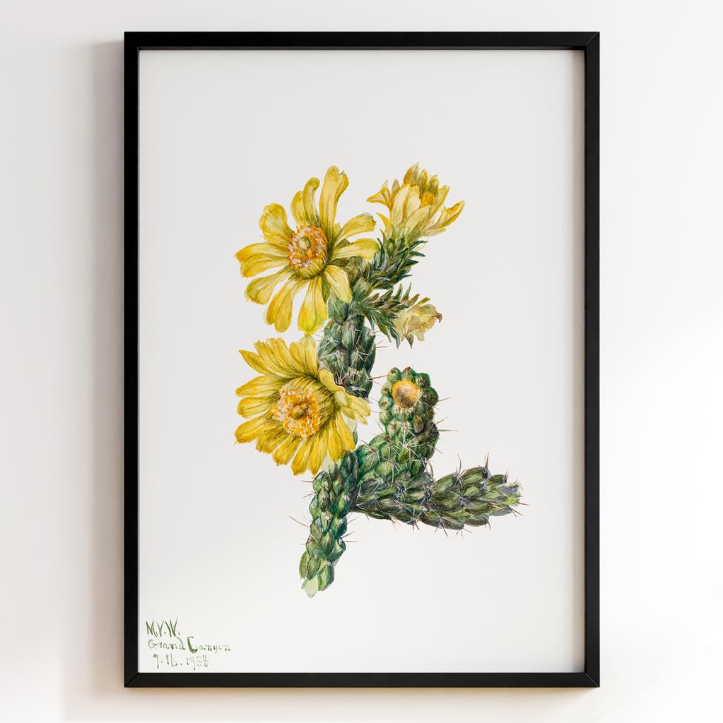 Ботанічний постер Мері Вокс Волкотт | Mary Vaux Walcott Арт: 27646