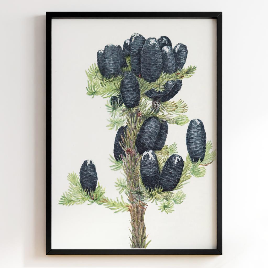 Ботанічний постер Мері Вокс Волкотт | Mary Vaux Walcott Арт: 27647