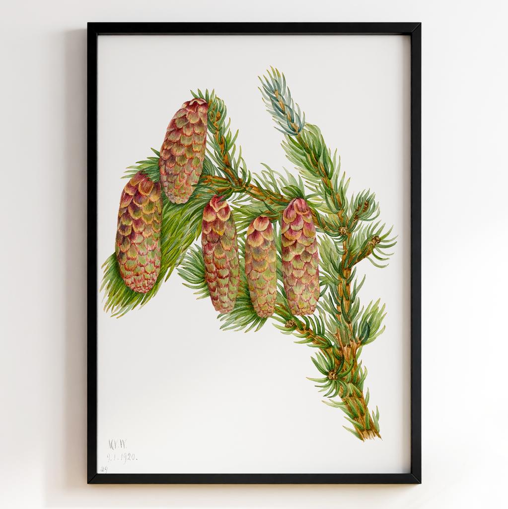 Ботанічний постер Мері Вокс Волкотт | Mary Vaux Walcott Арт: 27648