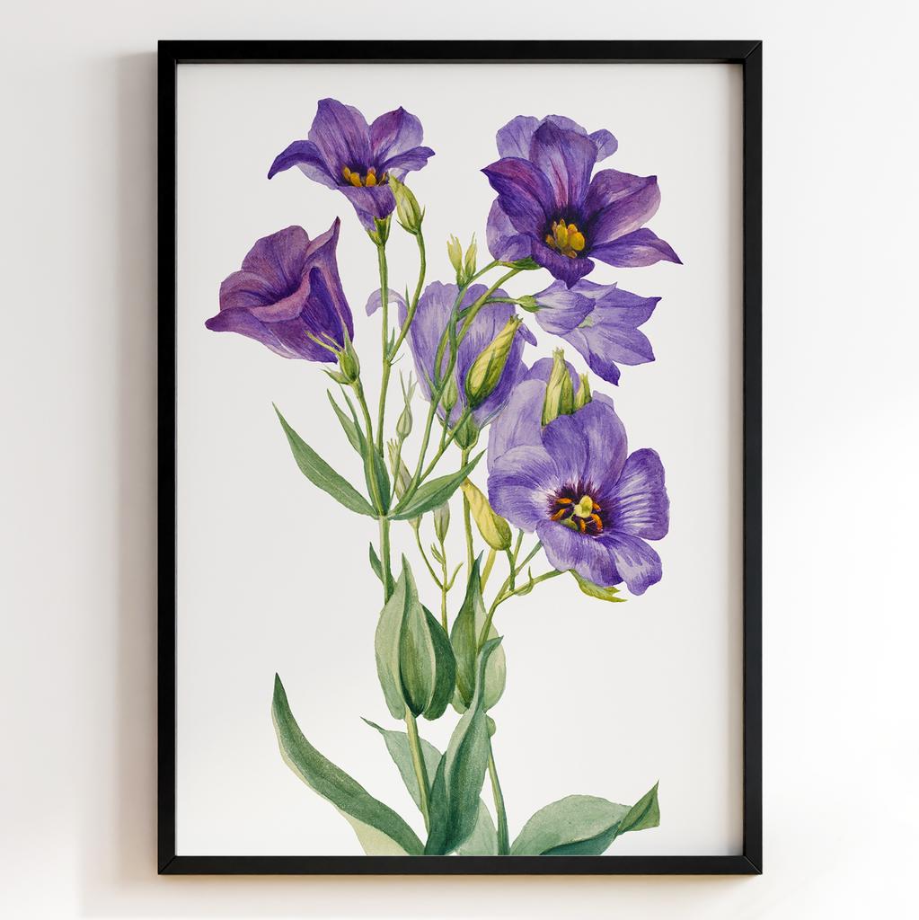 Ботанічний постер Мері Вокс Волкотт | Mary Vaux Walcott Арт: 27649