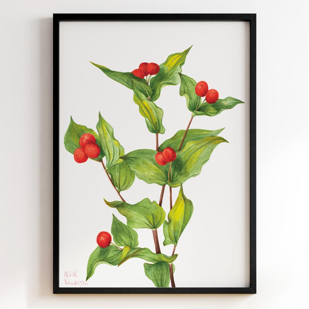 Ботанічний постер Мері Вокс Волкотт | Mary Vaux Walcott Арт: 27650