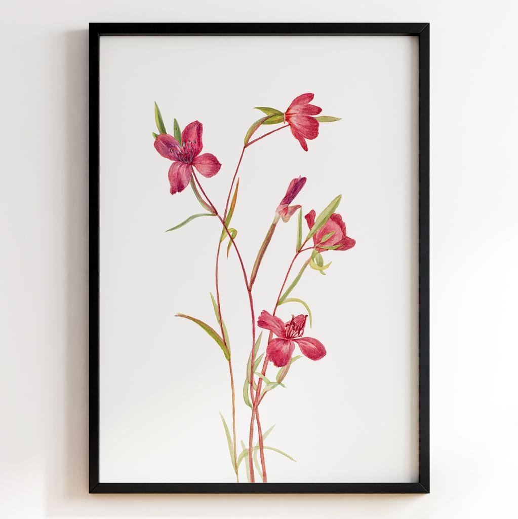 Ботанічний постер Мері Вокс Волкотт | Mary Vaux Walcott Арт: 27651