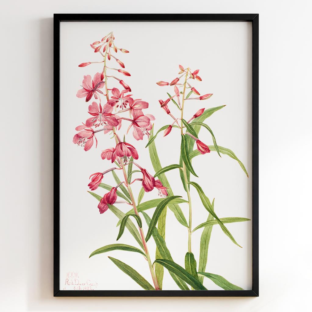 Ботанічний постер Мері Вокс Волкотт | Mary Vaux Walcott Арт: 27652