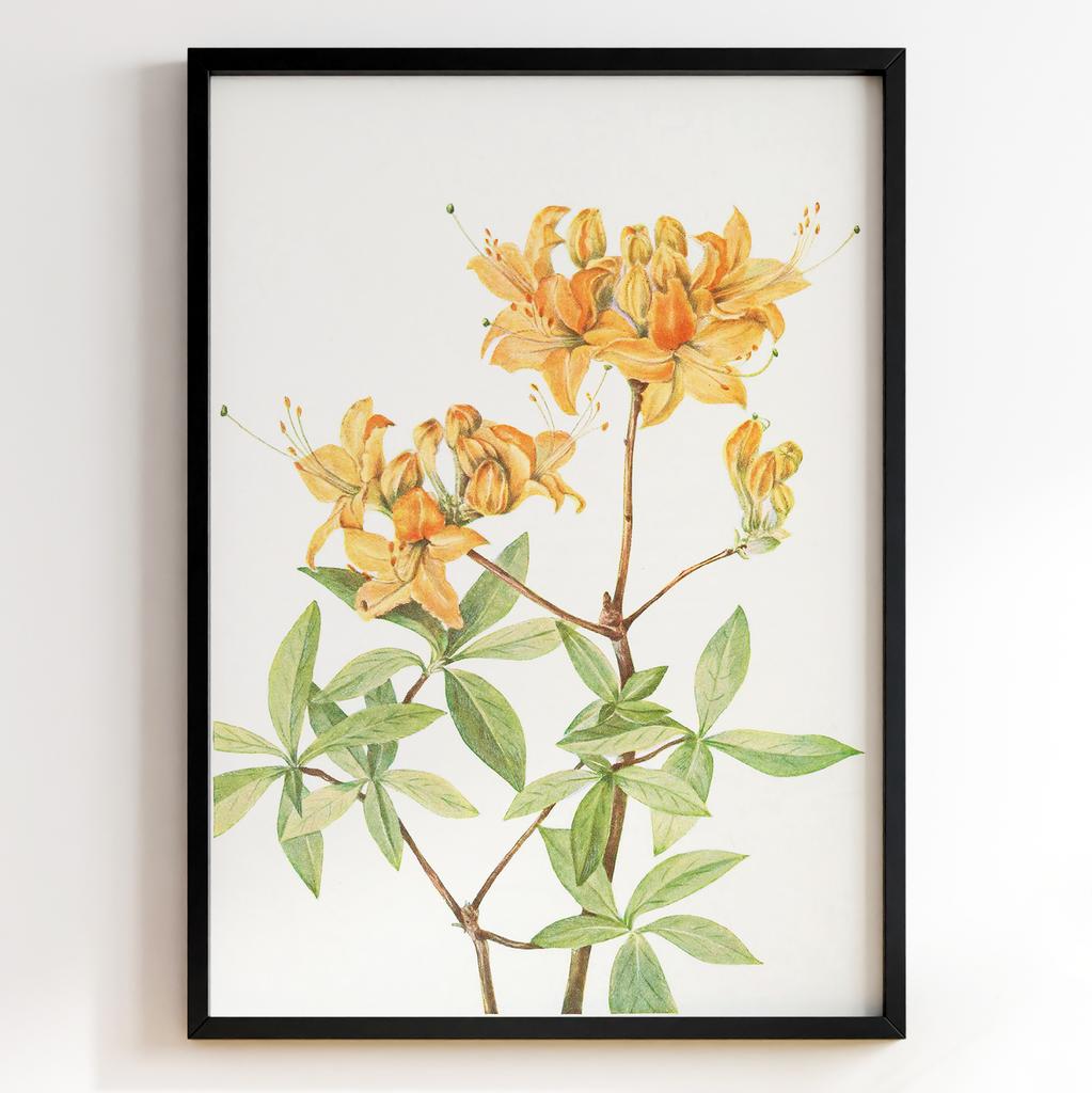 Ботанічний постер Мері Вокс Волкотт | Mary Vaux Walcott Арт: 27653