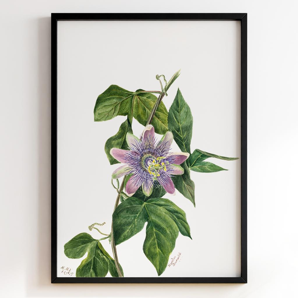 Ботанічний постер Мері Вокс Волкотт | Mary Vaux Walcott Арт: 27654