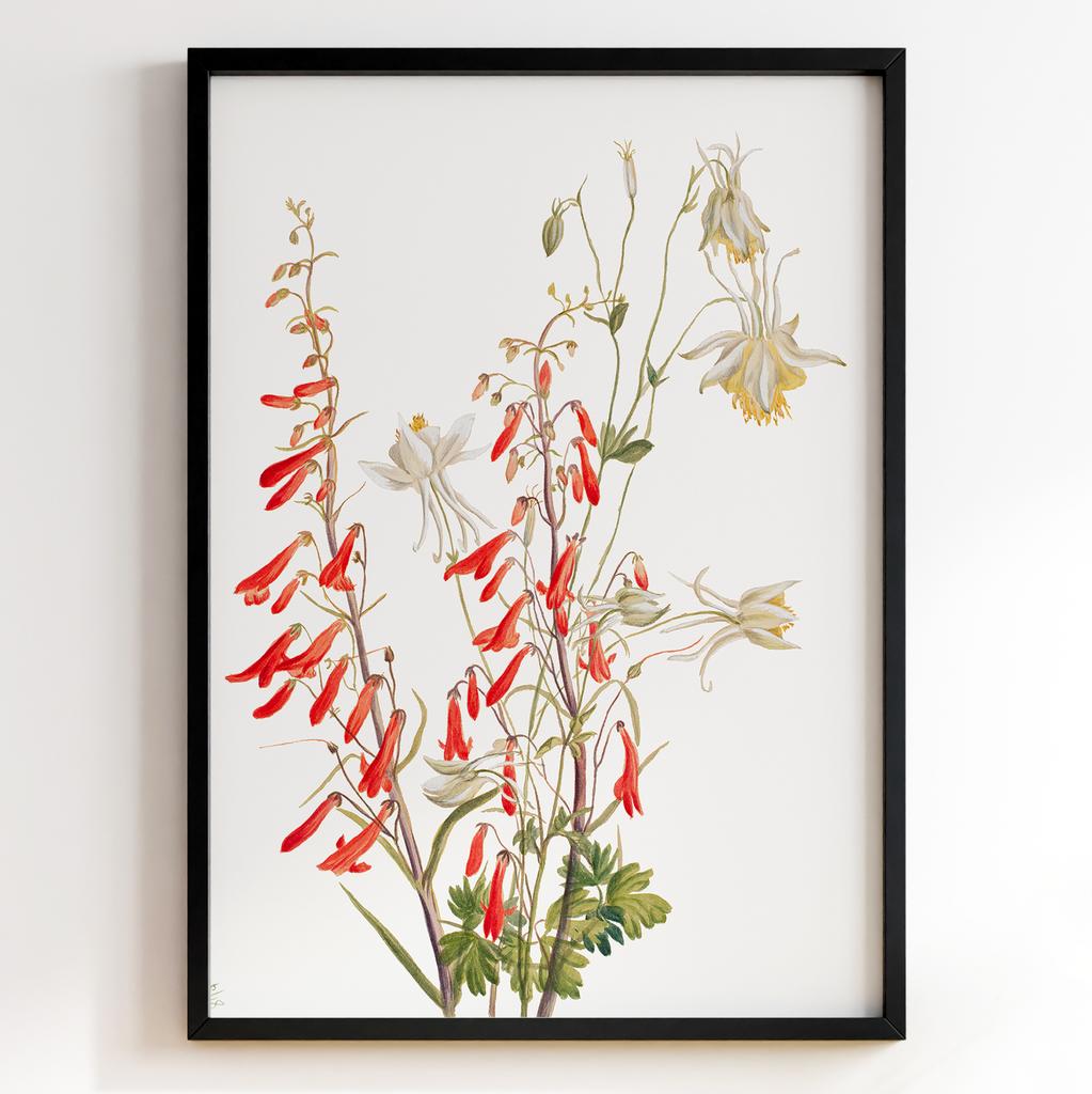 Ботанічний постер Мері Вокс Волкотт | Mary Vaux Walcott Арт: 27655