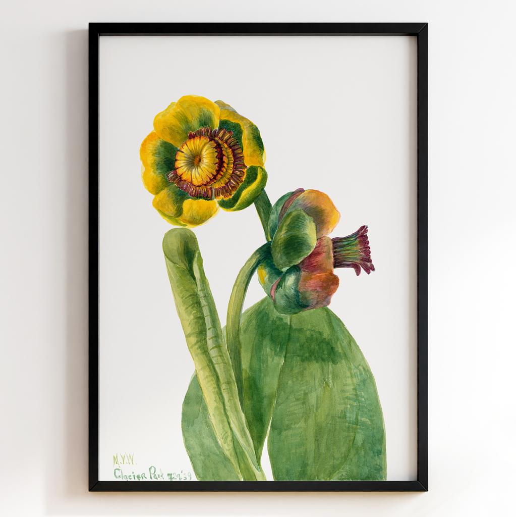 Ботанічний постер Мері Вокс Волкотт | Mary Vaux Walcott Арт: 27656