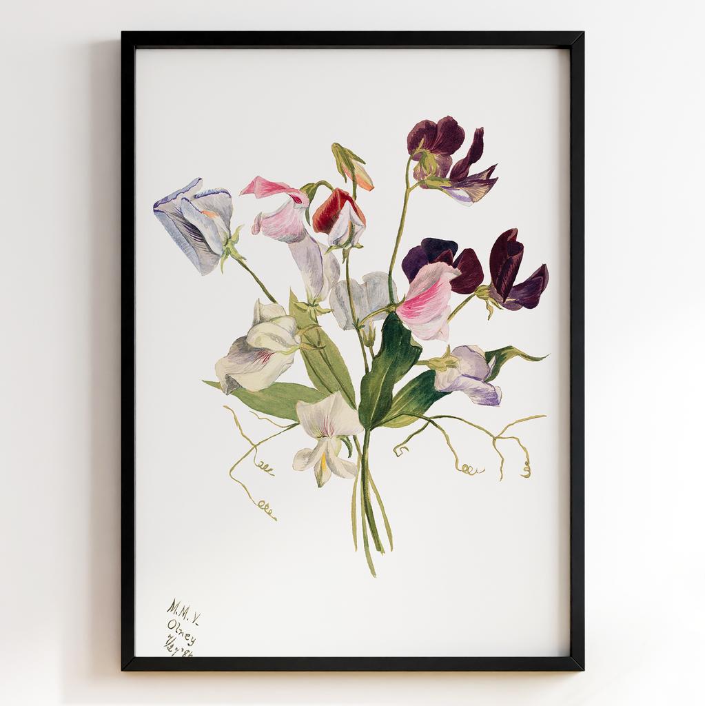 Ботанічний постер Мері Вокс Волкотт | Mary Vaux Walcott Арт: 27657