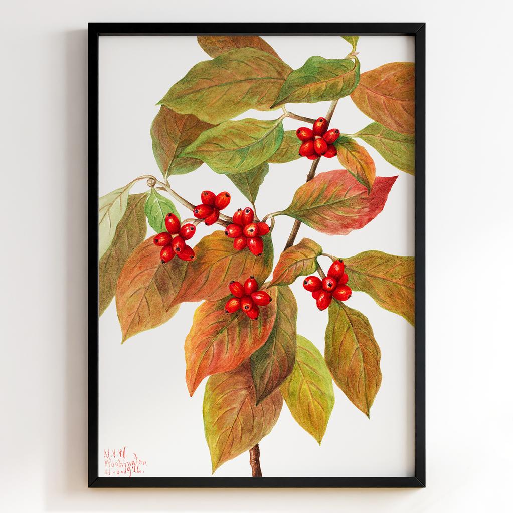 Ботанічний постер Мері Вокс Волкотт | Mary Vaux Walcott Арт: 27658