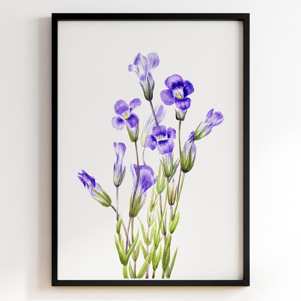 Ботанічний постер Мері Вокс Волкотт | Mary Vaux Walcott Арт: 27659