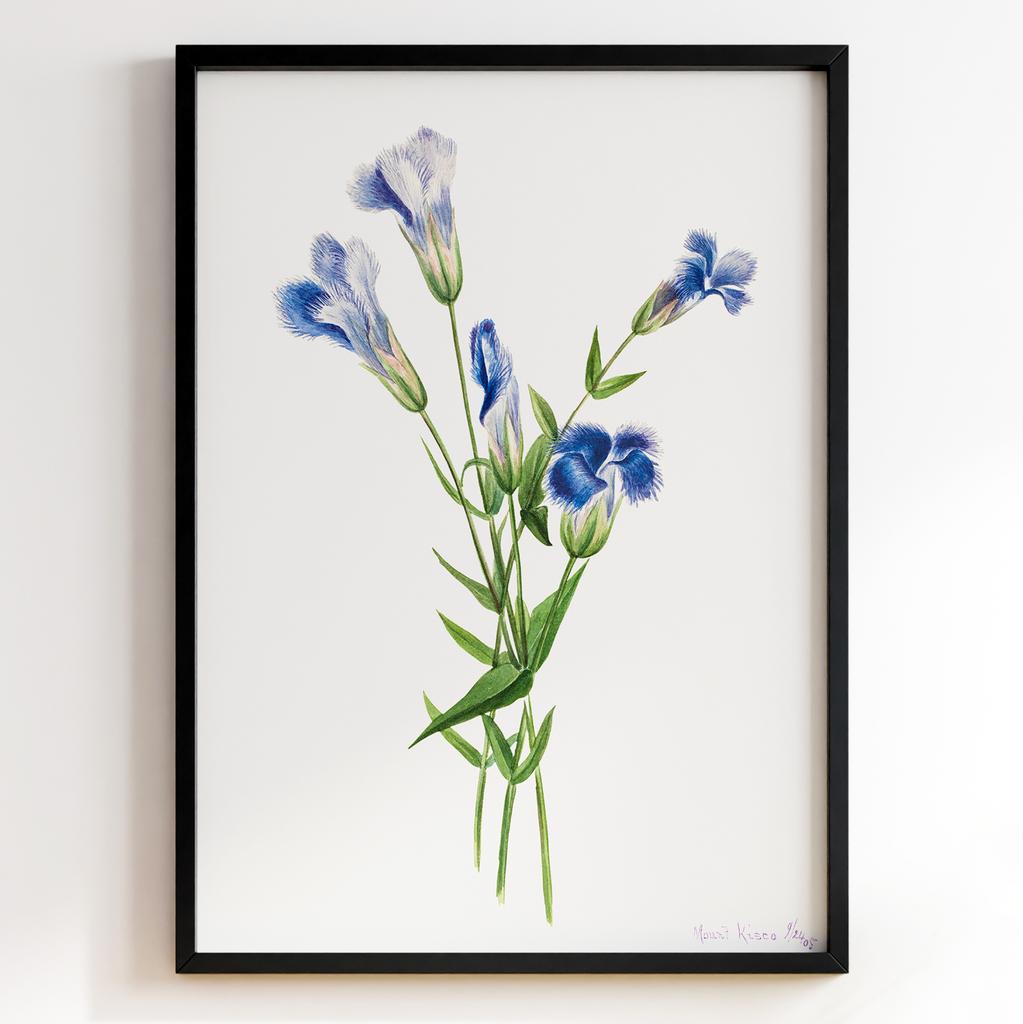 Ботанічний постер Мері Вокс Волкотт | Mary Vaux Walcott Арт: 27660