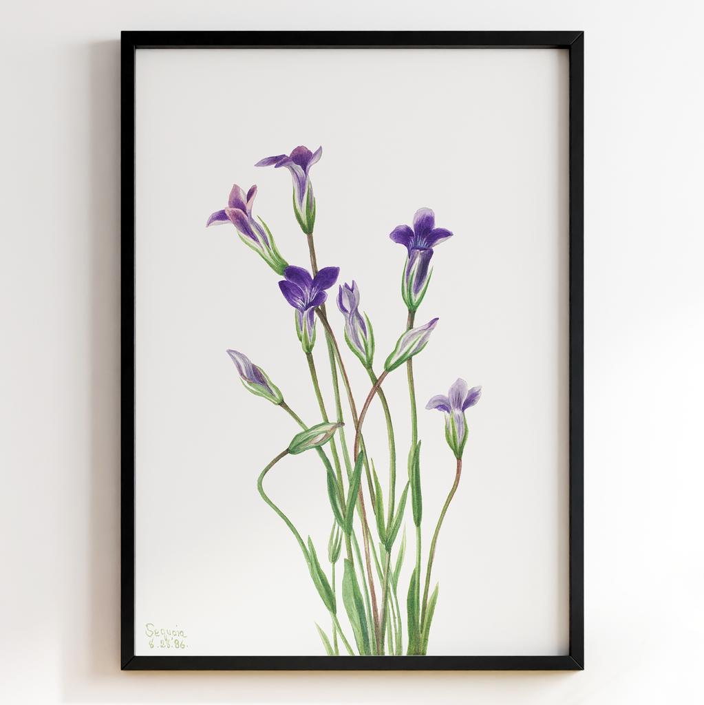 Ботанічний постер Мері Вокс Волкотт | Mary Vaux Walcott Арт: 27661