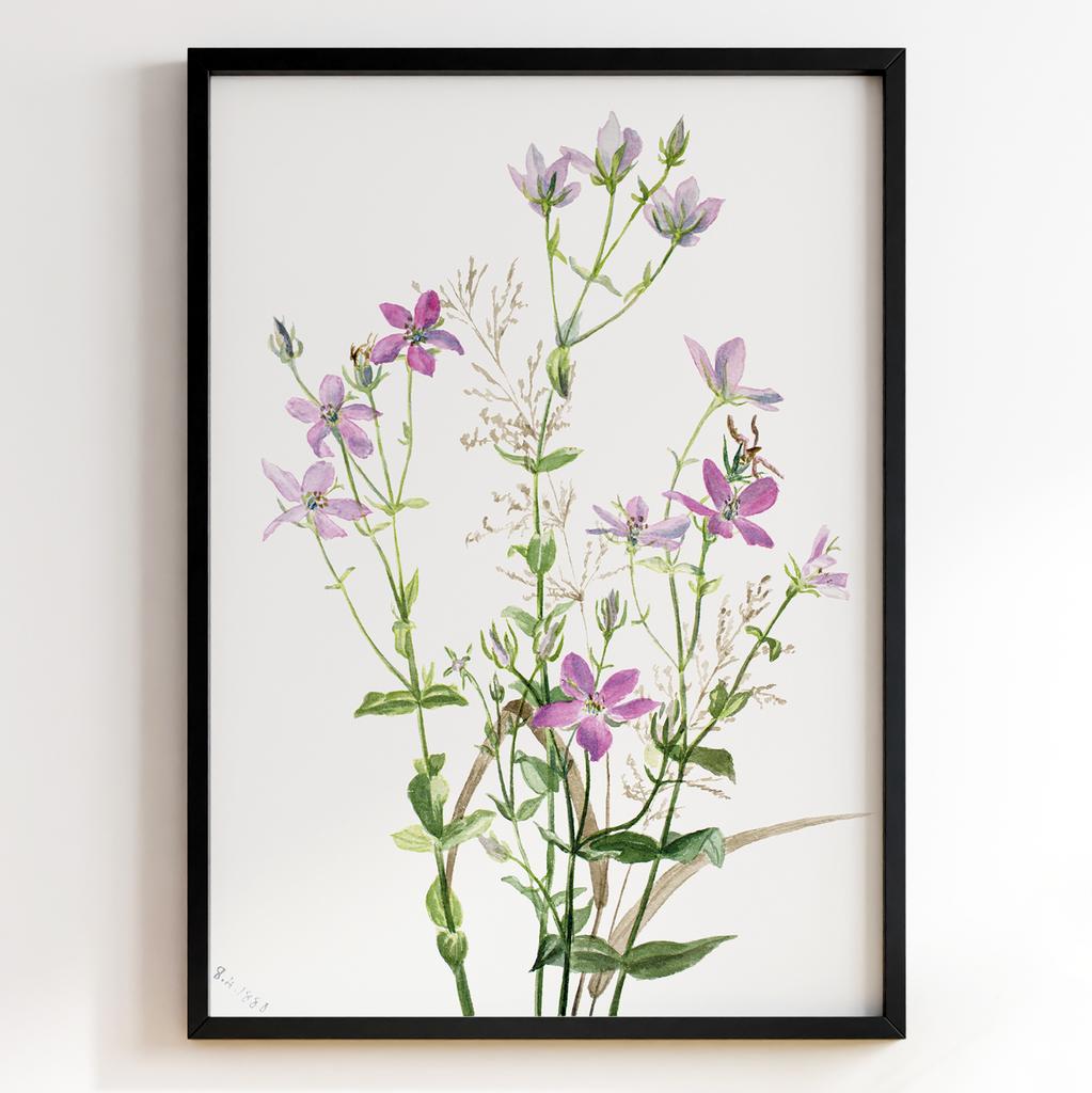 Ботанічний постер Мері Вокс Волкотт | Mary Vaux Walcott Арт: 27662