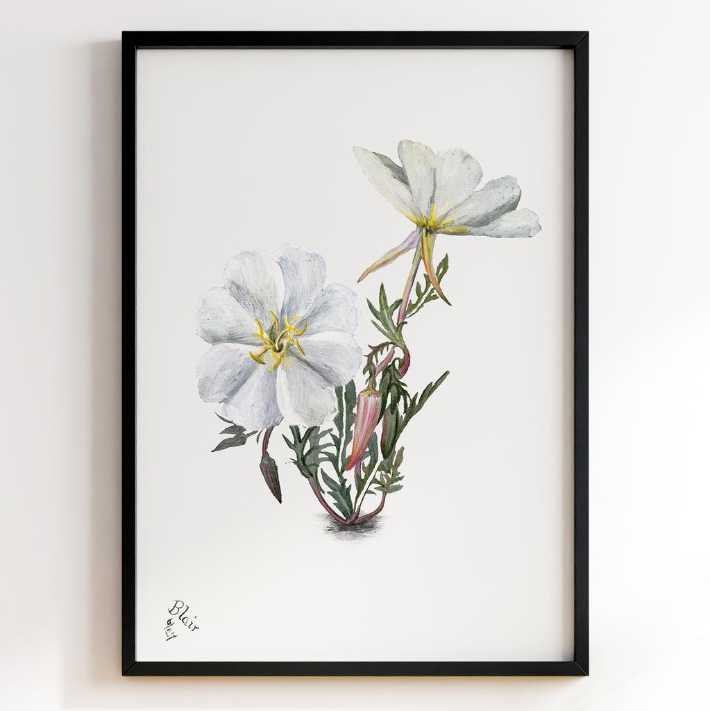 Ботанічний постер Мері Вокс Волкотт | Mary Vaux Walcott Арт: 27663