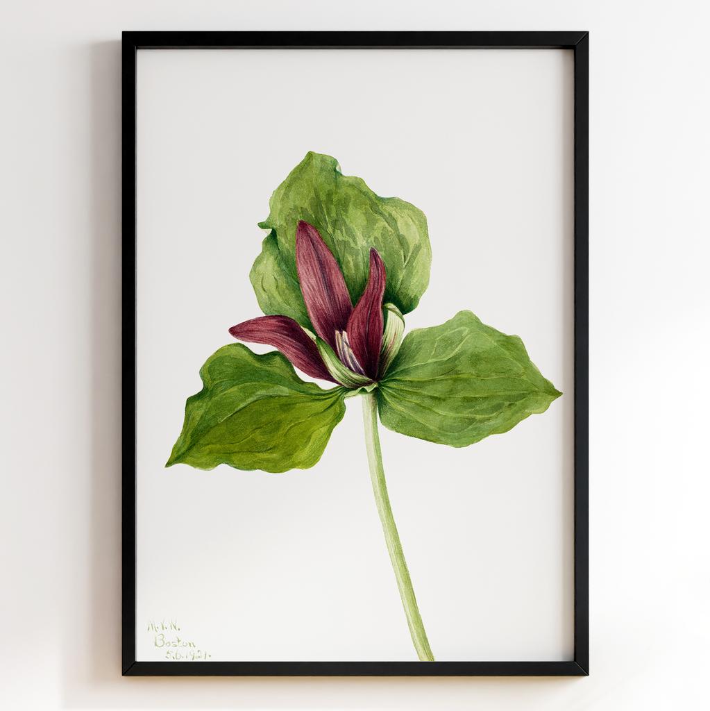 Ботанічний постер Мері Вокс Волкотт | Mary Vaux Walcott Арт: 27664
