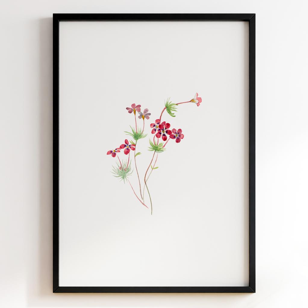 Ботанічний постер Мері Вокс Волкотт | Mary Vaux Walcott Арт: 27665