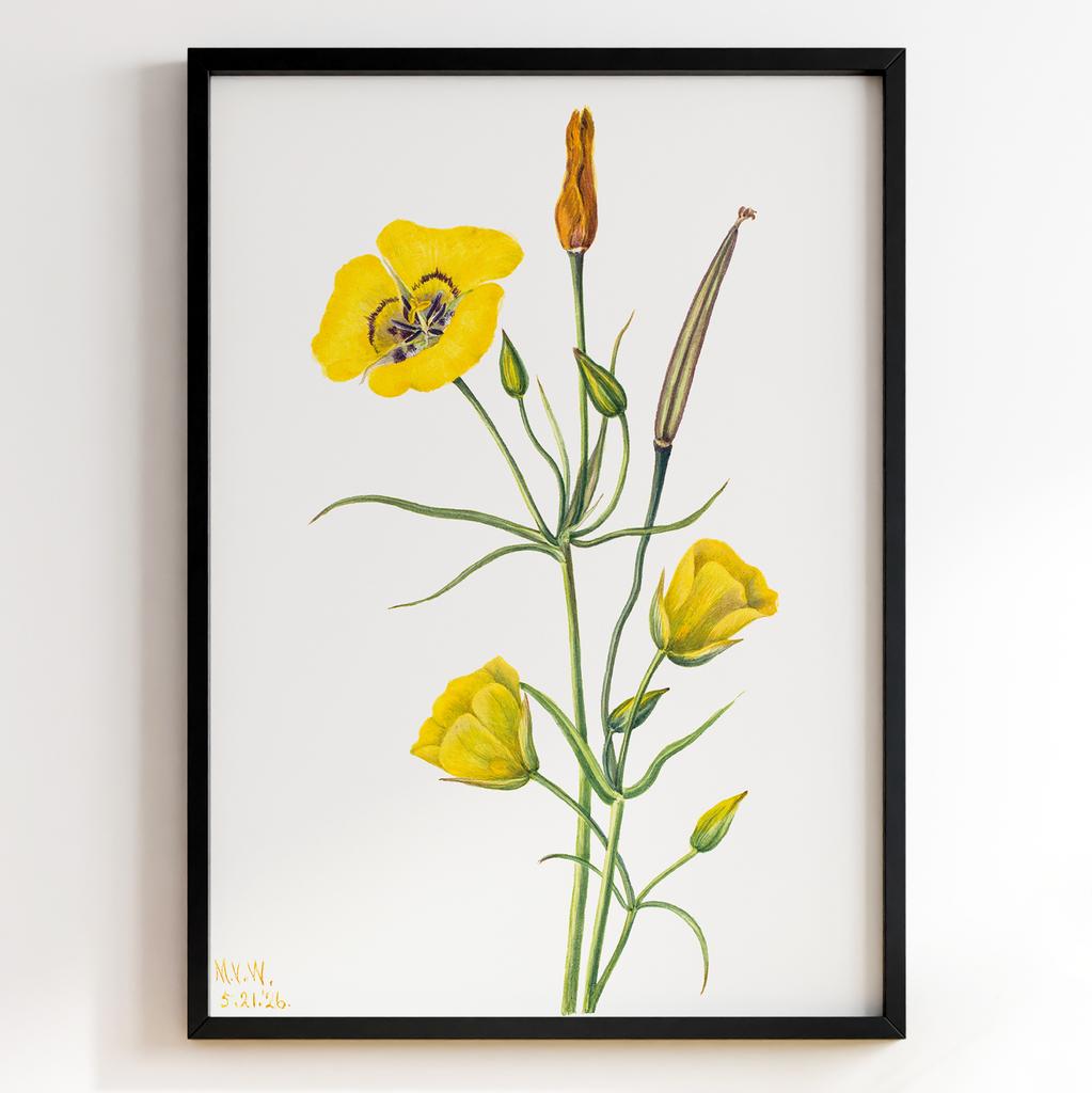 Ботанічний постер Мері Вокс Волкотт | Mary Vaux Walcott Арт: 27666