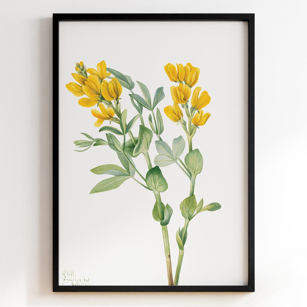 Ботанічний постер Мері Вокс Волкотт | Mary Vaux Walcott Арт: 27667