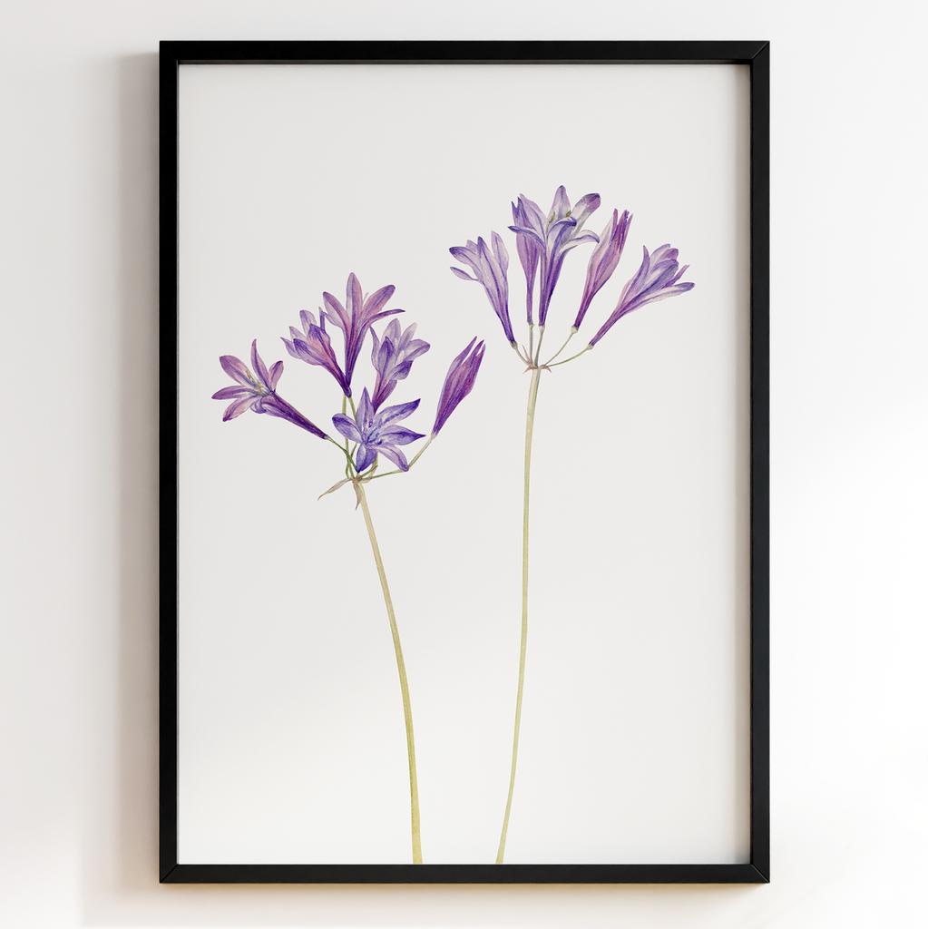 Ботанічний постер Мері Вокс Волкотт | Mary Vaux Walcott Арт: 27668