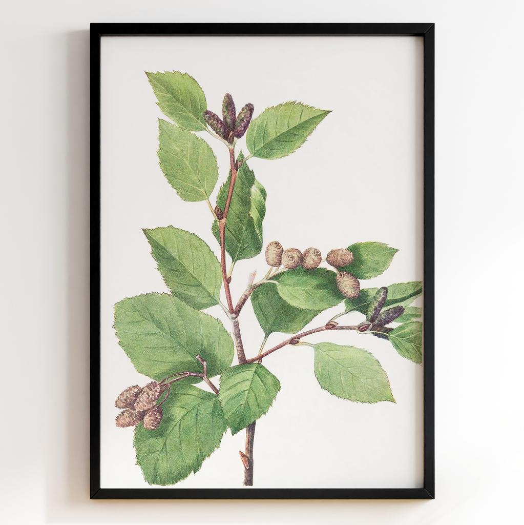 Ботанічний постер Мері Вокс Волкотт | Mary Vaux Walcott Арт: 27669