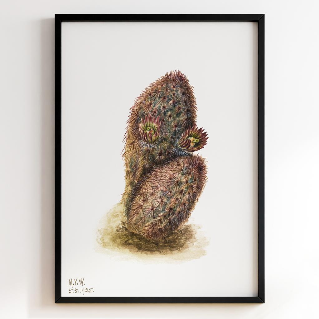 Ботанічний постер Мері Вокс Волкотт | Mary Vaux Walcott Арт: 27670