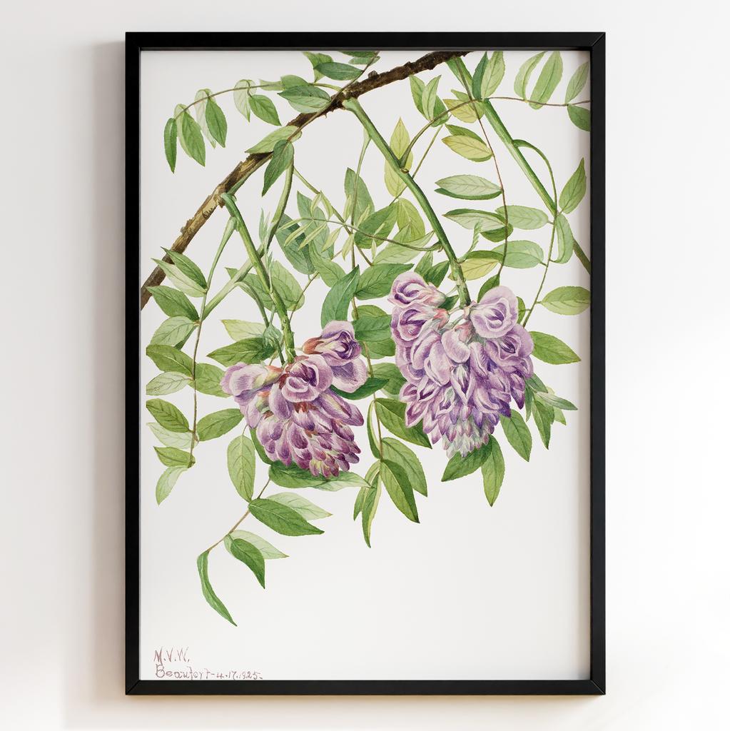 Ботанічний постер Мері Вокс Волкотт | Mary Vaux Walcott Арт: 27681