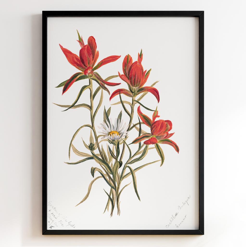 Ботанічний постер Мері Вокс Волкотт | Mary Vaux Walcott Арт: 27682