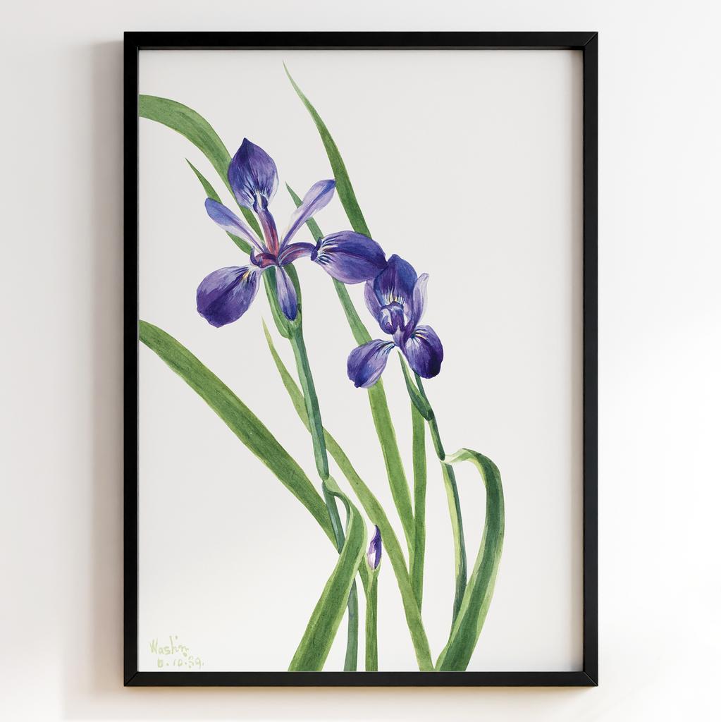 Ботанічний постер Мері Вокс Волкотт | Mary Vaux Walcott Арт: 27683