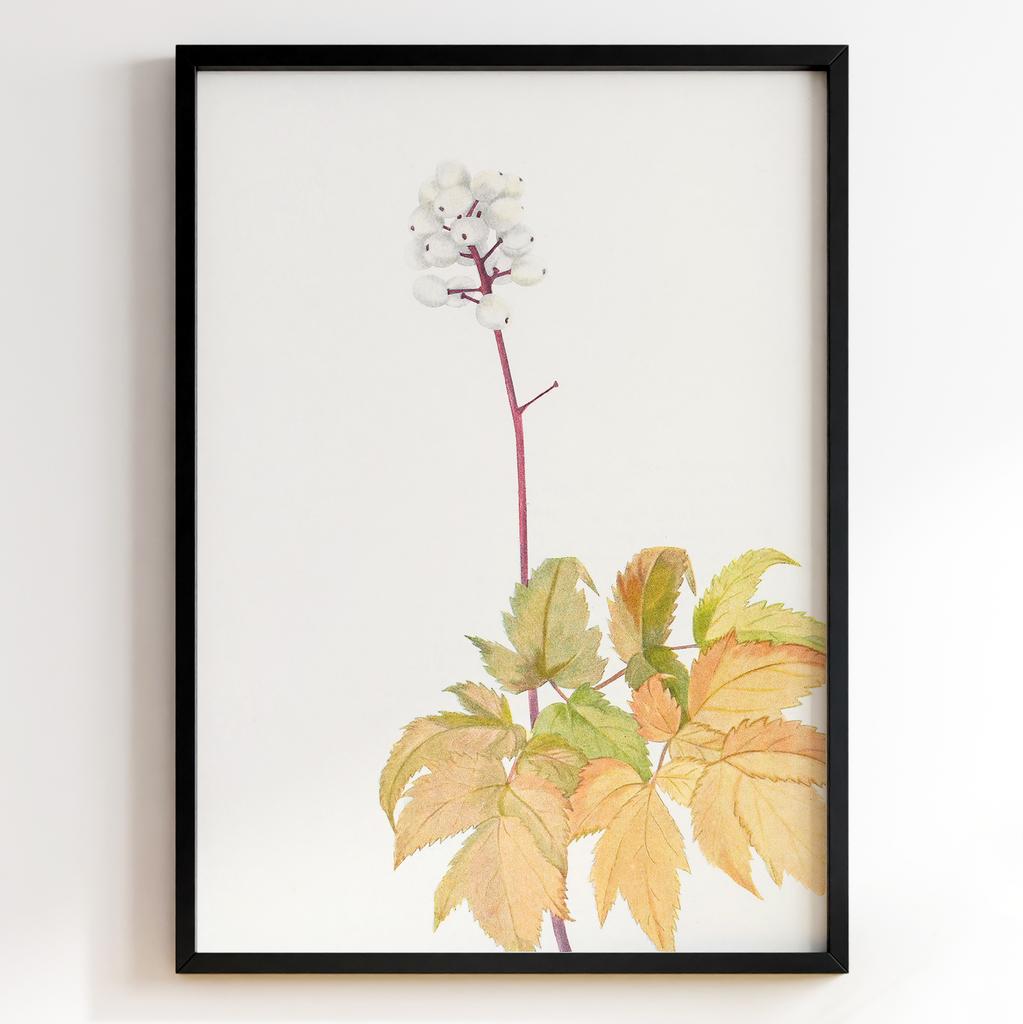 Ботанічний постер Мері Вокс Волкотт | Mary Vaux Walcott Арт: 27684