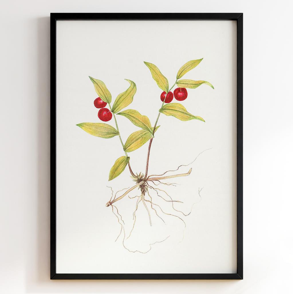 Ботанічний постер Мері Вокс Волкотт | Mary Vaux Walcott Арт: 27685