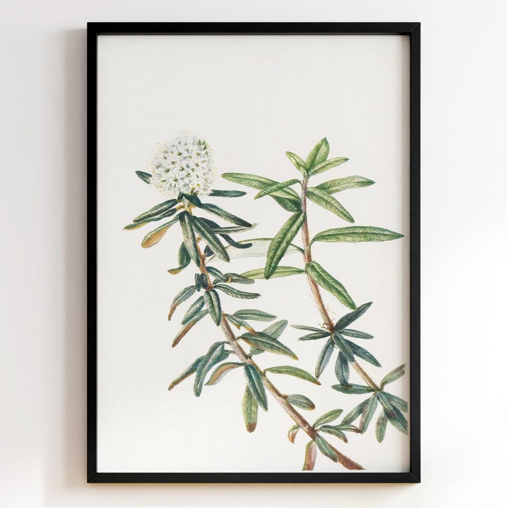 Ботанічний постер Мері Вокс Волкотт | Mary Vaux Walcott Арт: 27686