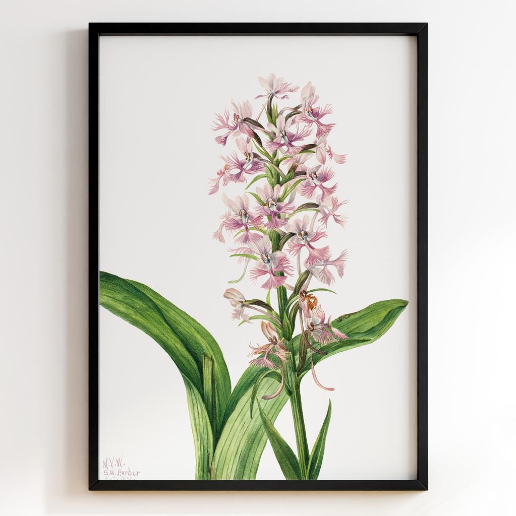 Ботанічний постер Мері Вокс Волкотт | Mary Vaux Walcott Арт: 27687