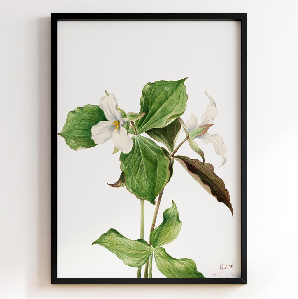 Ботанічний постер Мері Вокс Волкотт | Mary Vaux Walcott Арт: 27688