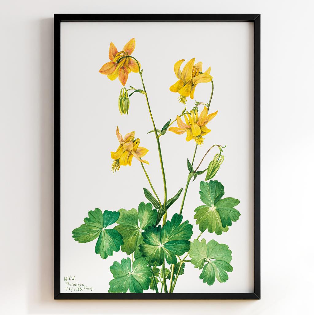 Ботанічний постер Мері Вокс Волкотт | Mary Vaux Walcott Арт: 27689