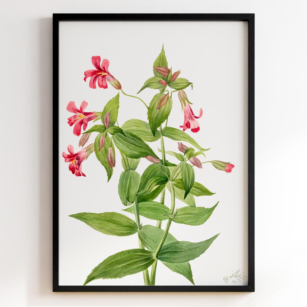 Ботанічний постер Мері Вокс Волкотт | Mary Vaux Walcott Арт: 27690