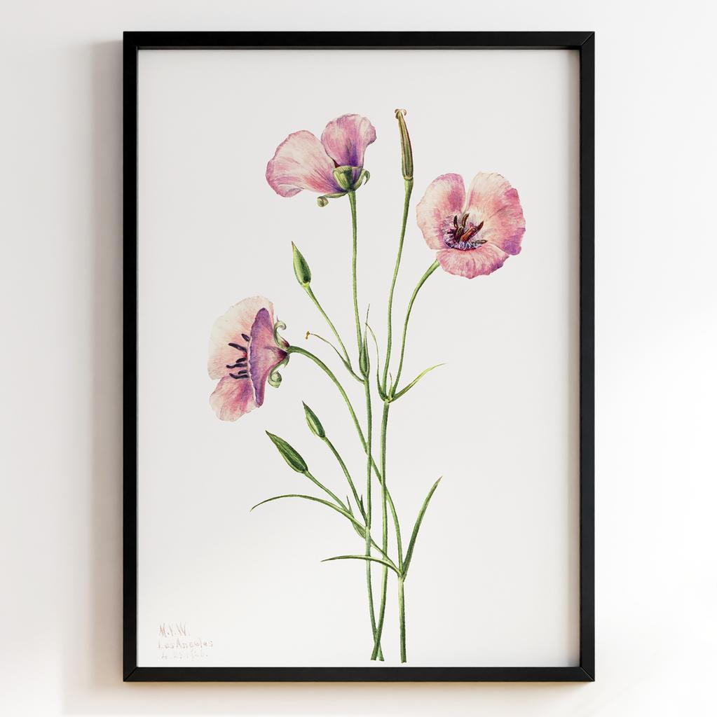 Ботанічний постер Мері Вокс Волкотт | Mary Vaux Walcott Арт: 27691