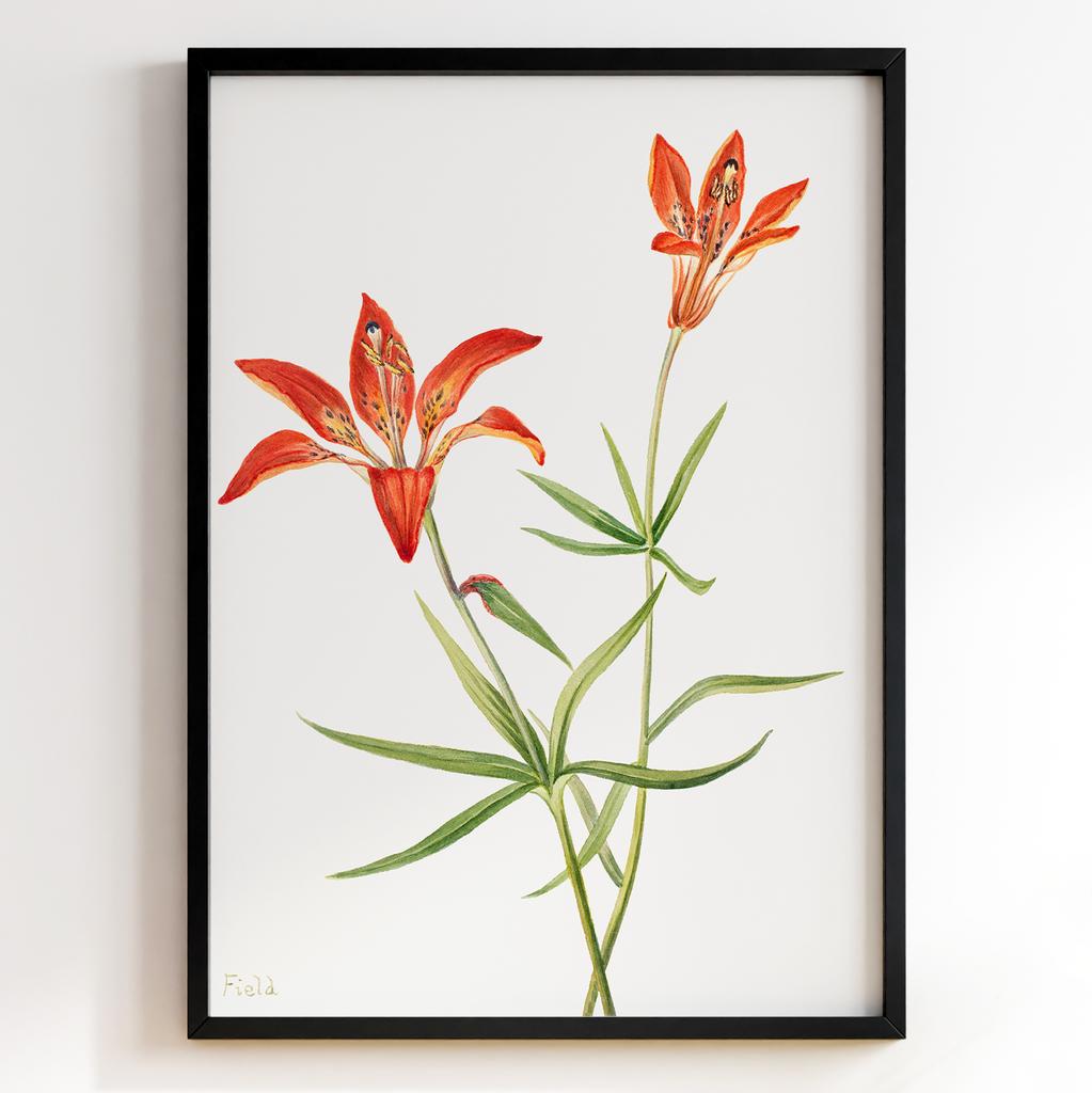 Ботанічний постер Мері Вокс Волкотт | Mary Vaux Walcott Арт: 27692