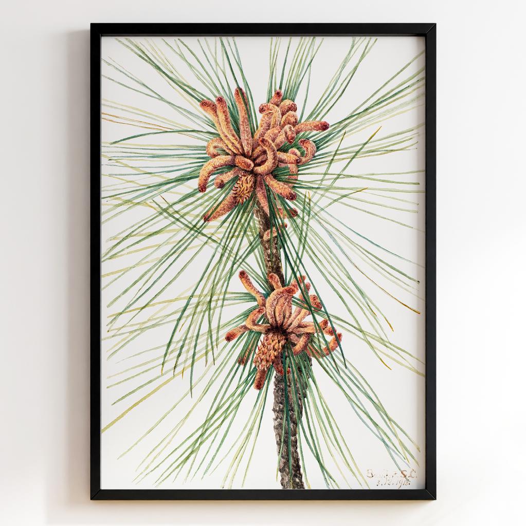 Ботанічний постер Мері Вокс Волкотт | Mary Vaux Walcott Арт: 27693