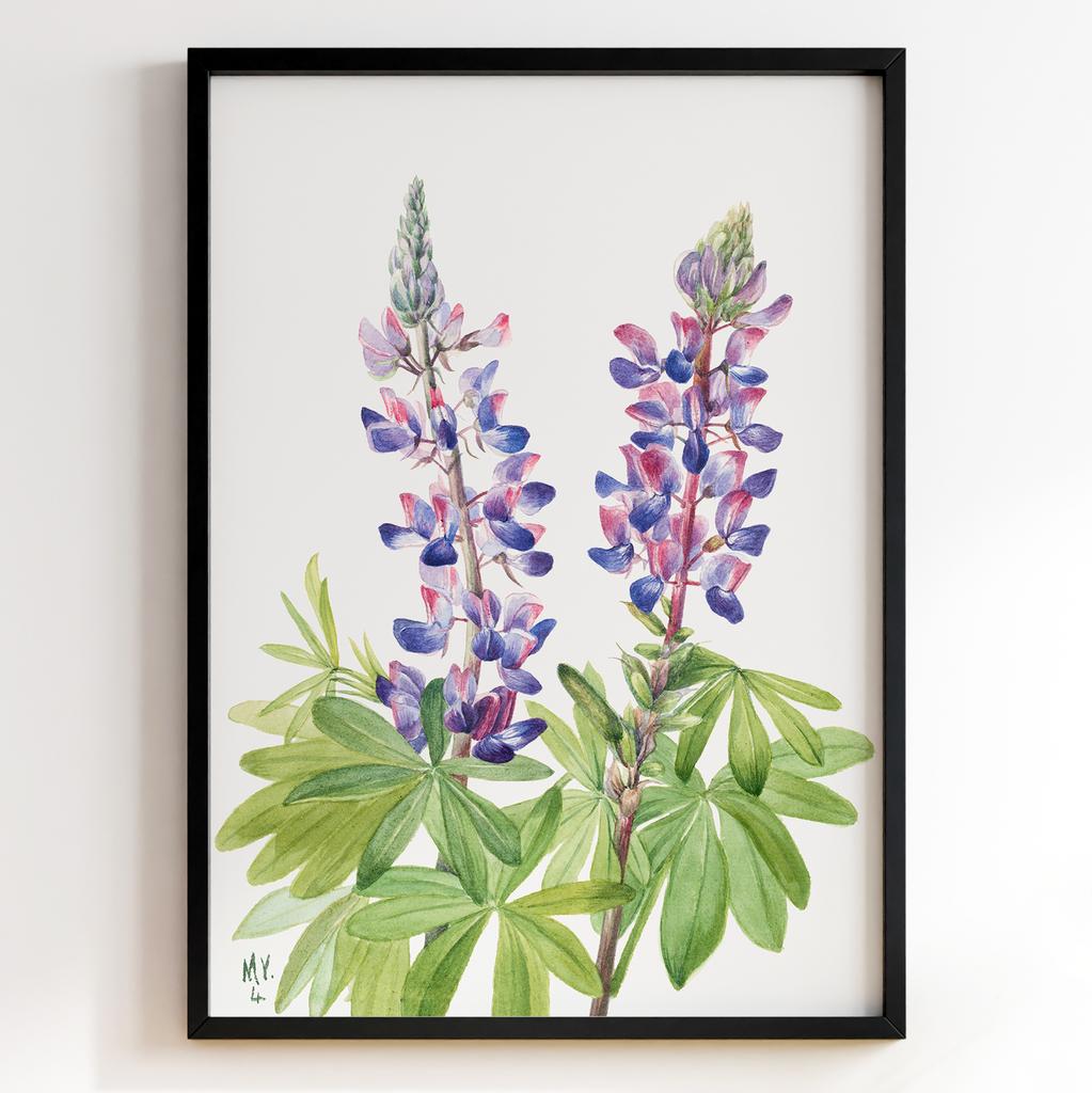 Ботанічний постер Мері Вокс Волкотт | Mary Vaux Walcott Арт: 27694