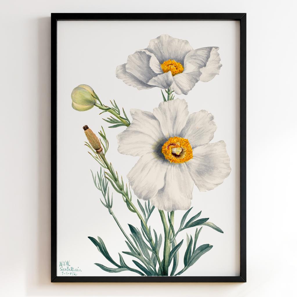 Ботанічний постер Мері Вокс Волкотт | Mary Vaux Walcott Арт: 27695