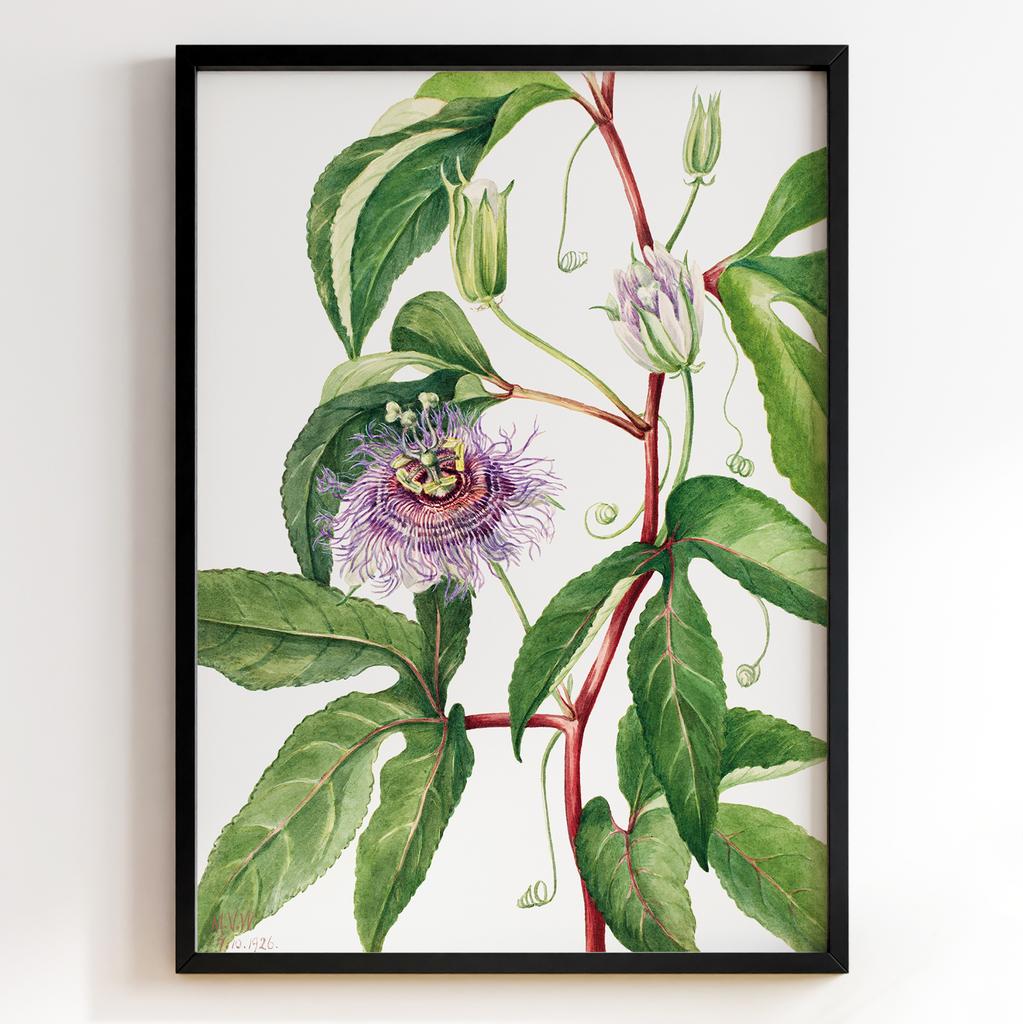 Ботанічний постер Мері Вокс Волкотт | Mary Vaux Walcott Арт: 27696