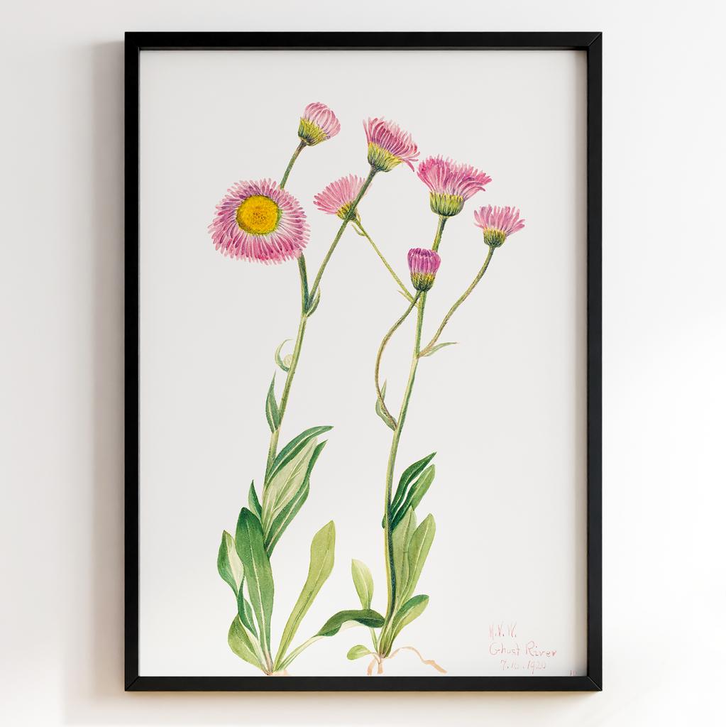 Ботанічний постер Мері Вокс Волкотт | Mary Vaux Walcott Арт: 27697